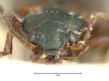 Media type: image;   Entomology 5524 Aspect: head frontal view